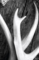 W_Antlers 